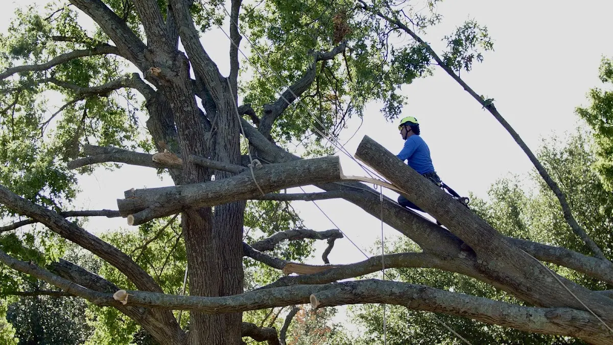 Professional Crown Thinning performed by certified arborists in Bergheim