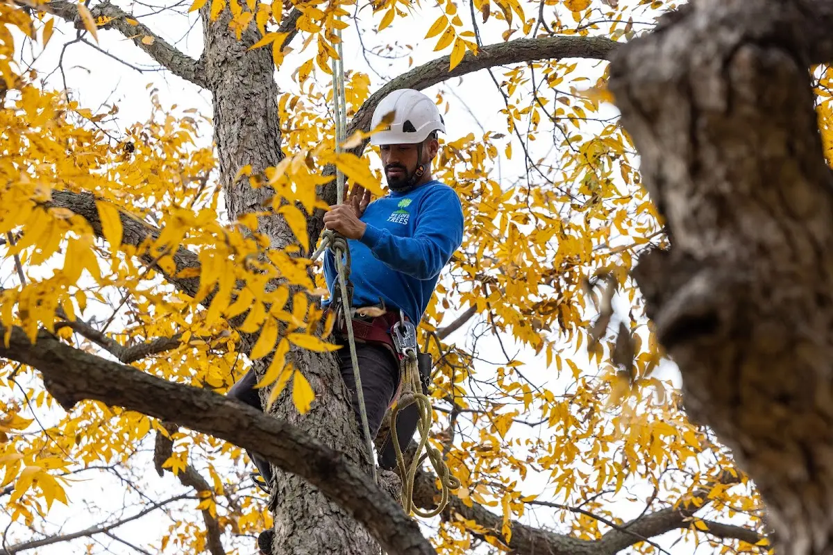 Skilled Tree Planting crew working in Bergheim
