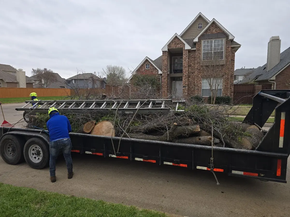 Expert Tree Removal with proper safety equipment in Bergheim